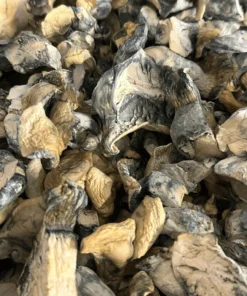 Albino Bluey Vuitton Mushrooms