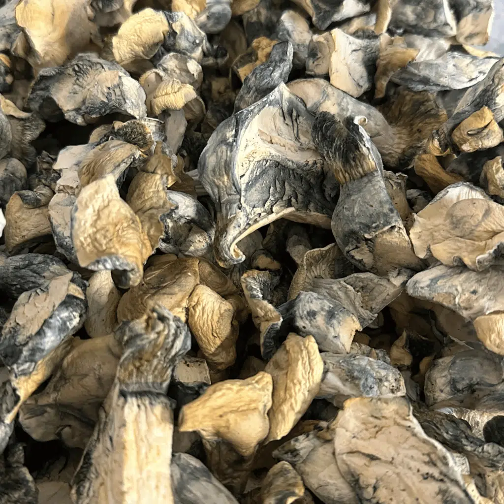Albino Bluey Vuitton Mushrooms