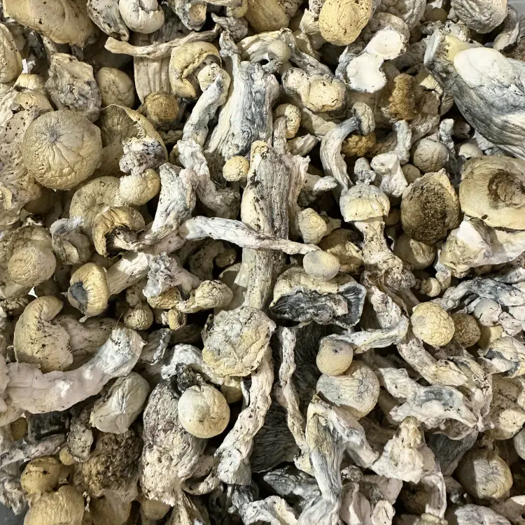 Buy A3 Magic Mushrooms Online