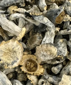 Buy Albino Riptide Magic Mushrooms Online