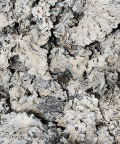 Buy Enigma Mushrooms online