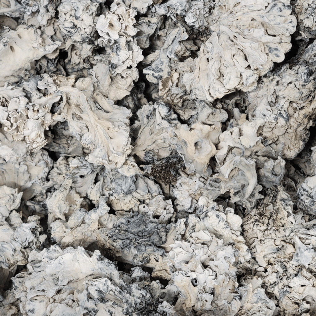 Buy Enigma Mushrooms online