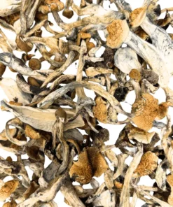 Buy Golden Teacher Mushrooms