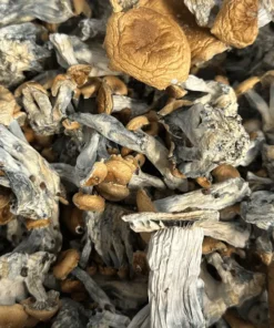 Buy Hillbilly Magic Mushrooms Online