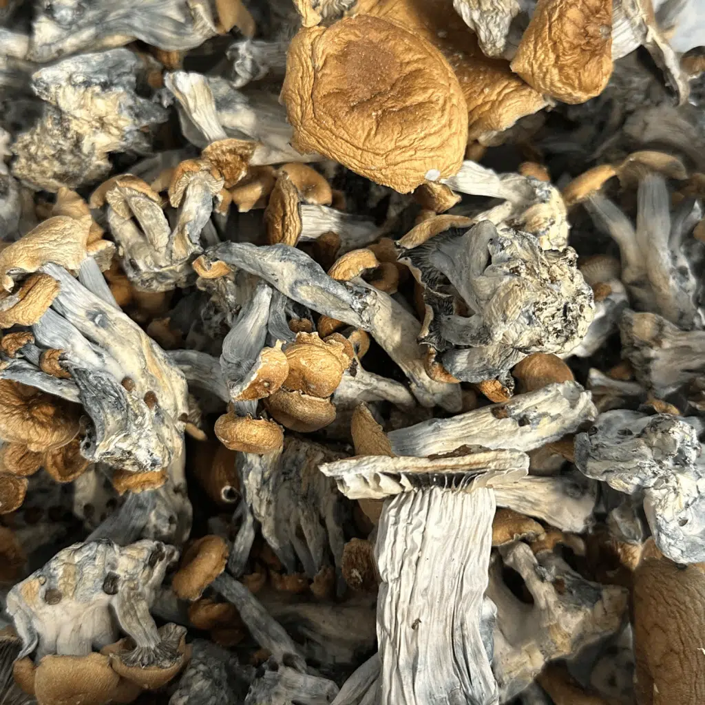 Buy Hillbilly Magic Mushrooms Online