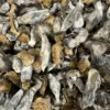 Buy Penis Envy Magic Mushroom Online