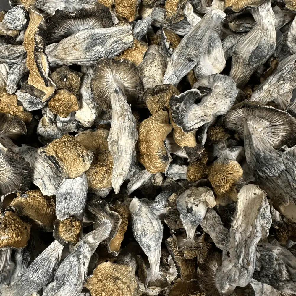 Buy Penis Envy Magic Mushroom Online