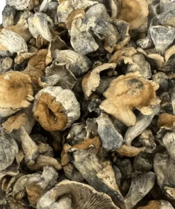 Buy Pumpkin Hillbilly Magic Mushrooms