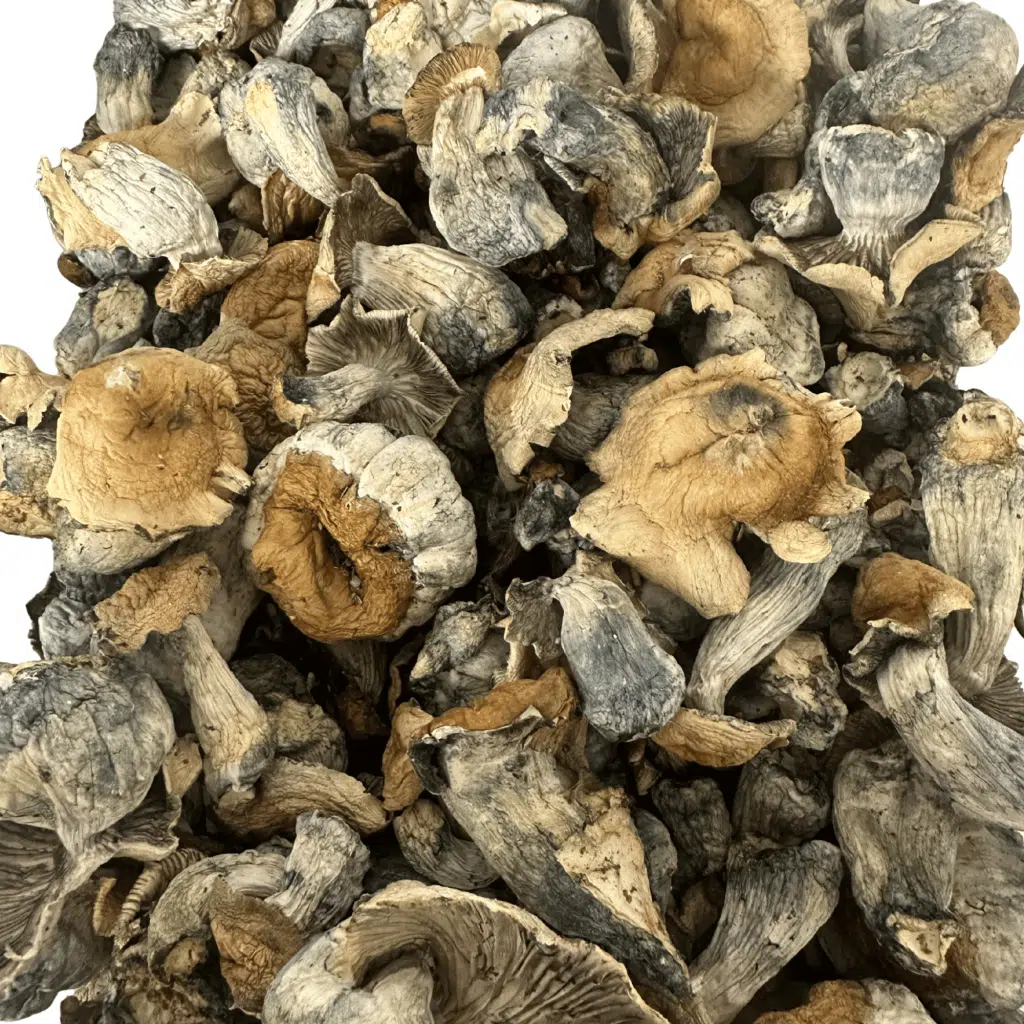 Buy Pumpkin Hillbilly Magic Mushrooms