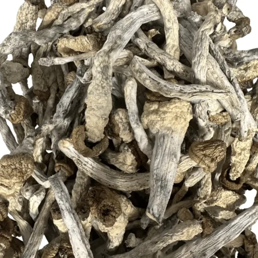 Buy Slim Shady Magic Mushrooms Online