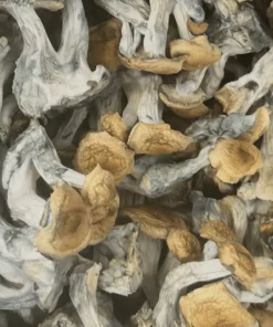 buy White Billy magic mushrooms