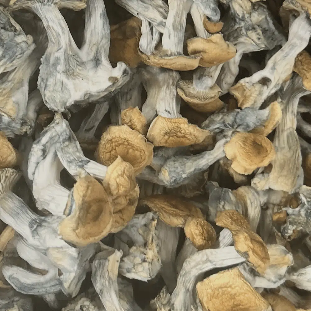buy White Billy magic mushrooms
