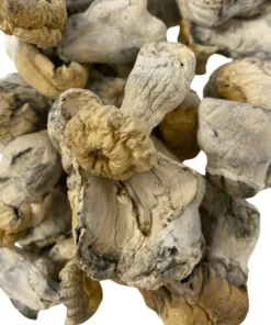 Buy Albino Hillbilly Mushrooms Buy Albino Hillbilly Mushrooms