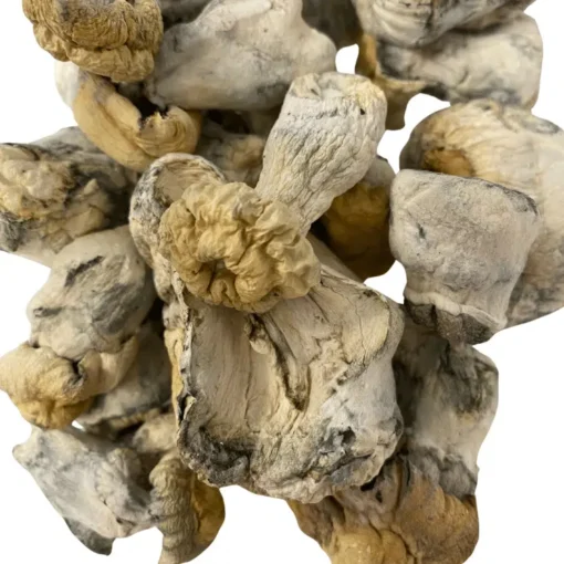 Buy Albino Hillbilly Mushrooms Buy Albino Hillbilly Mushrooms