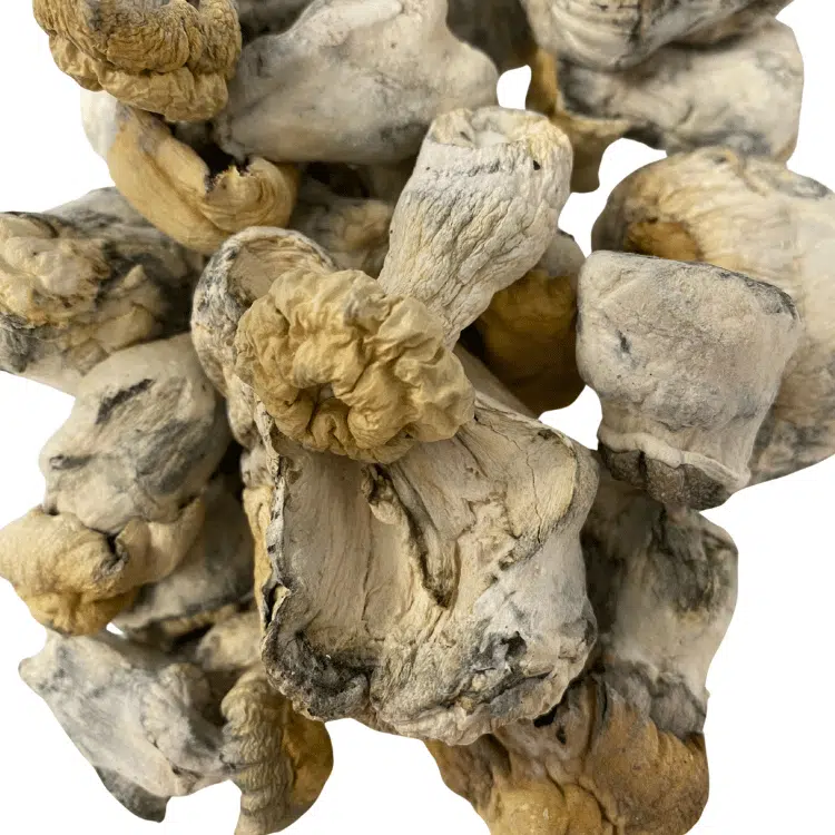 Buy Albino Hillbilly Mushrooms