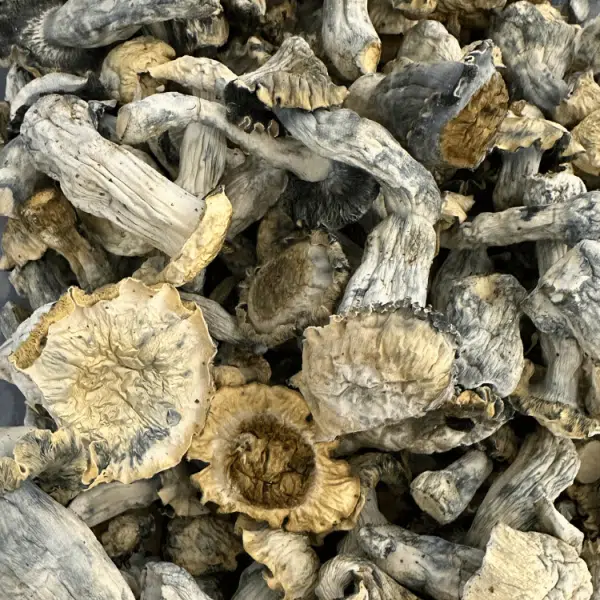 Buy Albino Riptide Mushrooms Ann Arbor