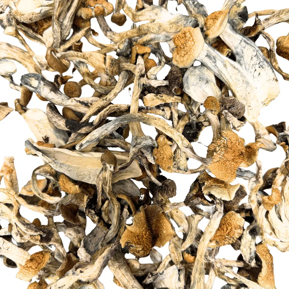 Buy Golden Teacher Mushrooms Online