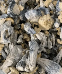 Buy OG (Blue Meanie x Bluey Vuitton) mushrooms Buy OG (Blue Meanie x Bluey Vuitton) mushrooms
