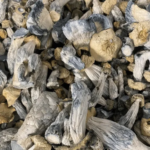 Buy OG (Blue Meanie x Bluey Vuitton) mushrooms Buy OG (Blue Meanie x Bluey Vuitton) mushrooms