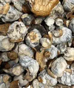Buy PE Extreme magic mushrooms Buy PE Extreme magic mushrooms