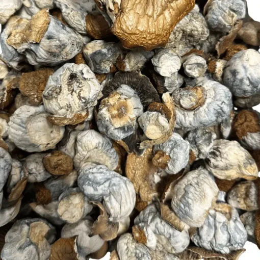 Buy PE Extreme magic mushrooms Buy PE Extreme magic mushrooms
