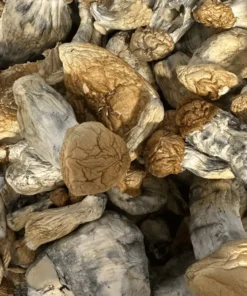 Buy Shiva magic mushrooms Buy Shiva magic mushrooms