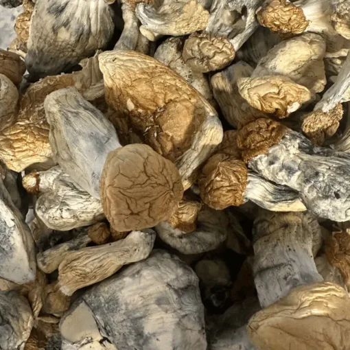 Buy Shiva magic mushrooms Buy Shiva magic mushrooms