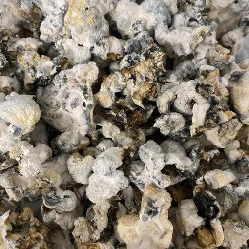 Buy Snowball Magic Mushrooms