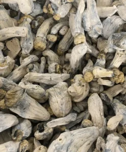 Buy A+ MVP mushrooms online