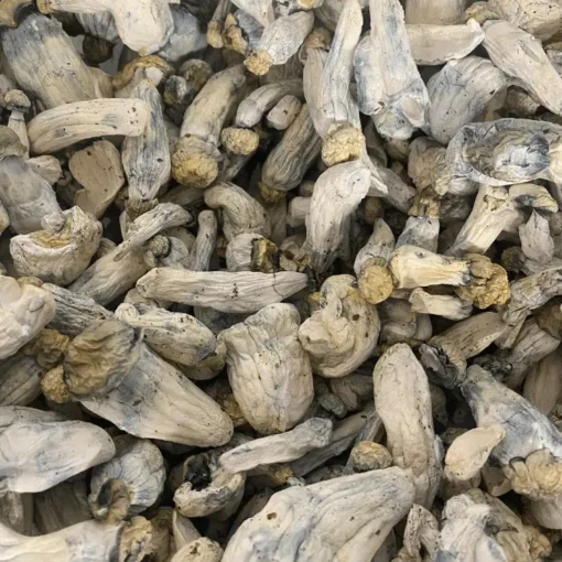 Buy A+ MVP mushrooms online Buy A+ MVP mushrooms online