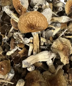 Buy Blue Magnolia Magic Mushrooms