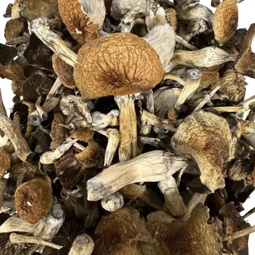 Buy Blue Magnolia Magic Mushrooms Buy Blue Magnolia Magic Mushrooms