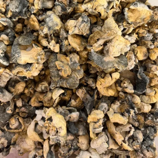 Buy Blue Voodoo Magic Mushrooms