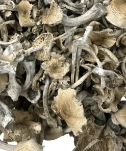 Buy Natal Hills Magic Mushrooms