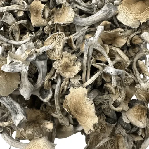 Buy Natal Hills Magic Mushrooms Buy Natal Hills Magic Mushrooms