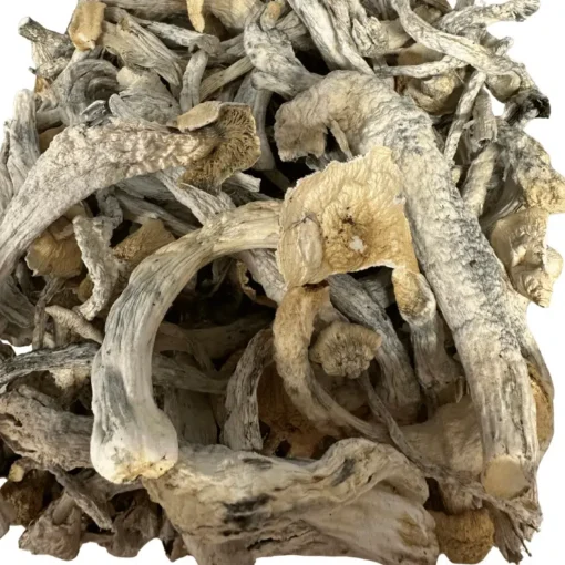 Buy Natal Moon Magic Mushrooms