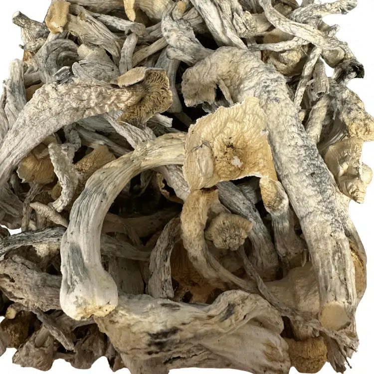 Buy Natal Moon Magic Mushrooms
