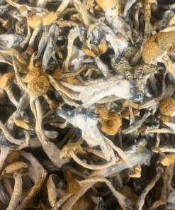 Buy Stargazer Magic Mushrooms Online