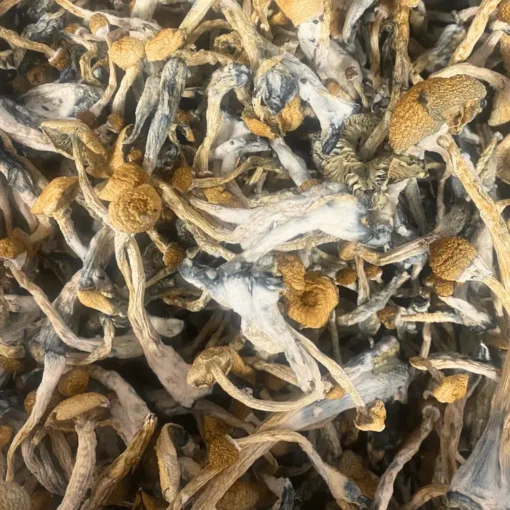 Buy Stargazer Magic Mushrooms Online Buy Stargazer Magic Mushrooms Online