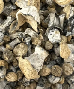 Buy Yeti Magic Mushrooms
