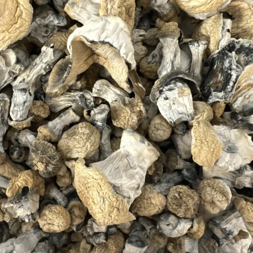 Buy Yeti Magic Mushrooms Buy Yeti Magic Mushrooms