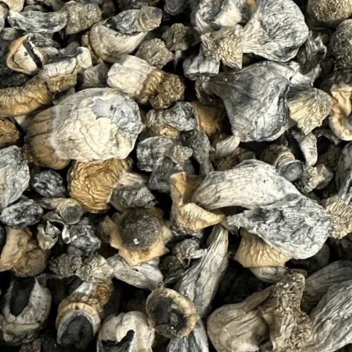 Buy Jack Frost Magic Mushrooms Buy Jack Frost Magic Mushrooms